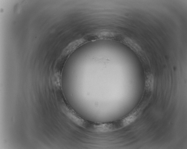 X0000083530430200702161917