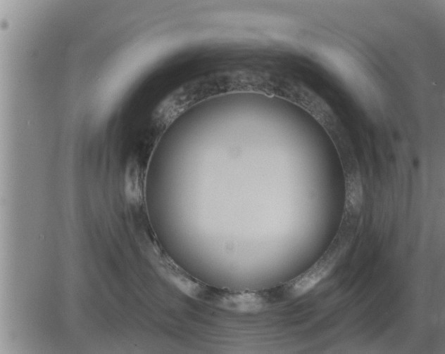 X0000083530431200702161917