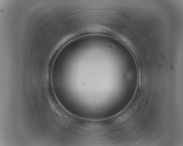 X0000083530435200702161916