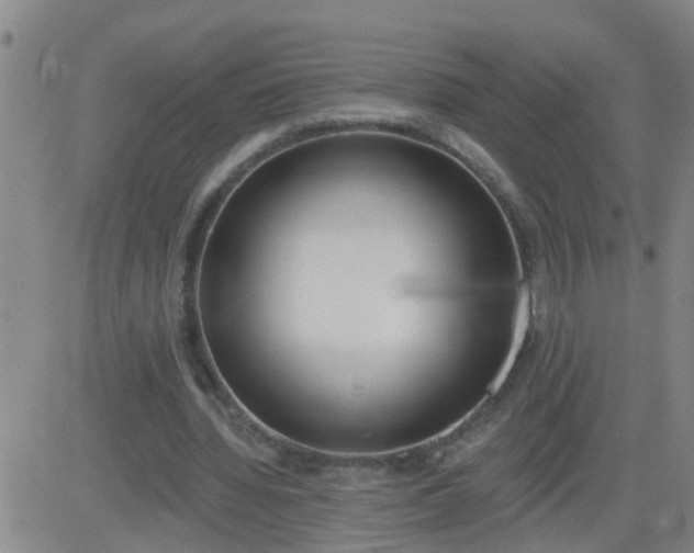 X0000083530436200702161916