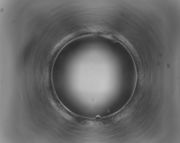 X0000083530442200702161916