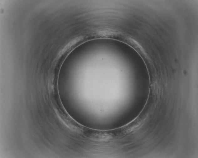 X0000083530443200702161916