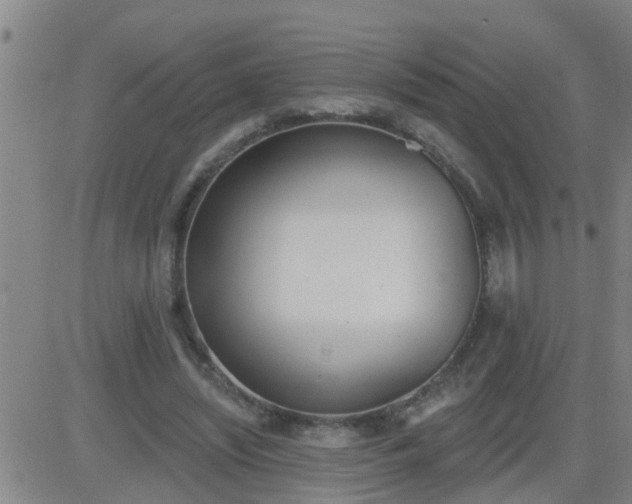 X0000083530444200702161916