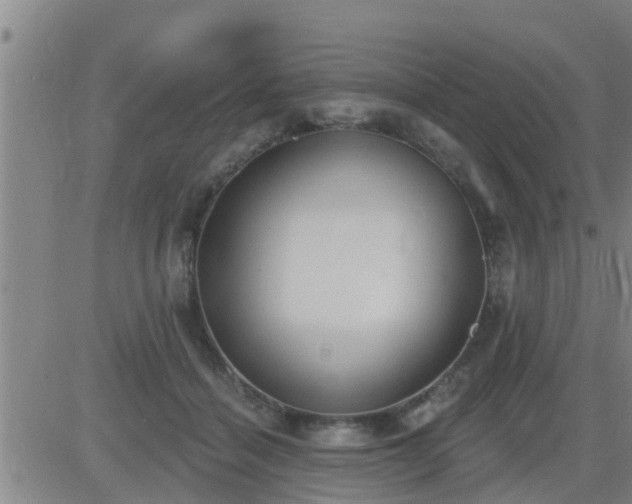 X0000083530460200702161917