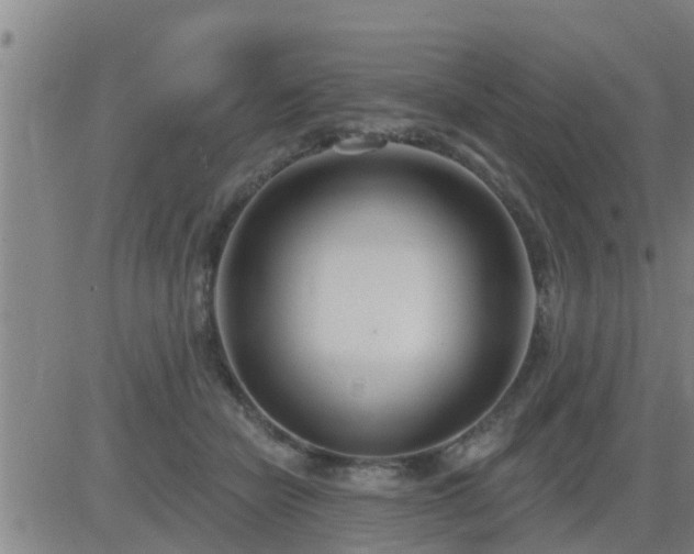 X0000083530462200702161917