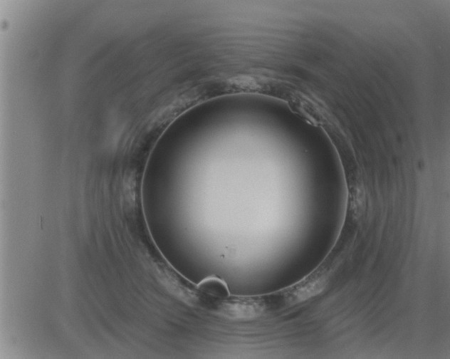 X0000083530466200702161917