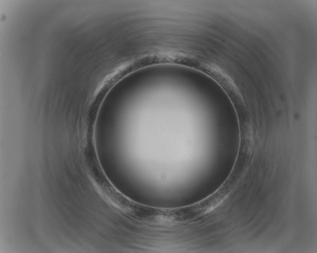 X0000083530496200702161916