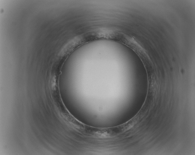 X0000083530502200702161916