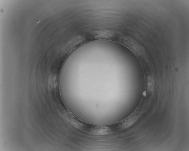 X0000083530514200702161916