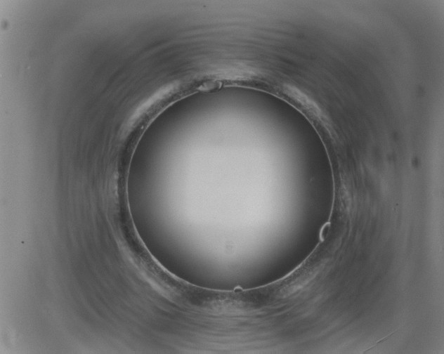 X0000083530535200702161915