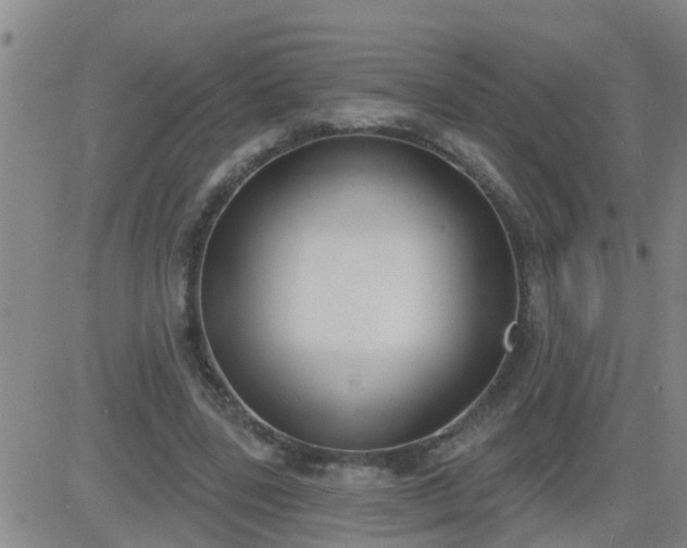 X0000083530539200702161915