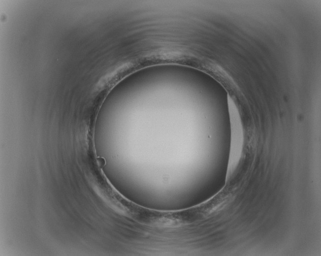 X0000083530542200702161915