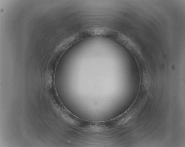 X0000083530545200702161915