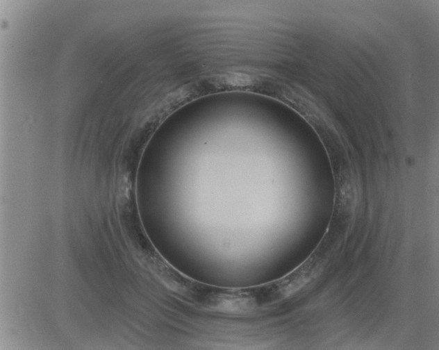 X0000083530555200702161915