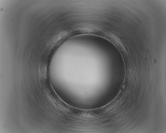 X0000083530596200702161914