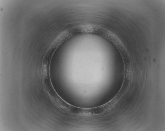 X0000083530598200702161914