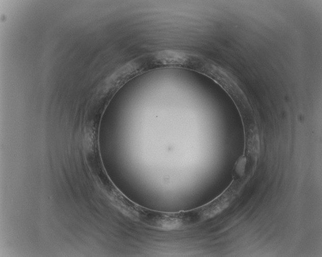 X0000083530604200702161914