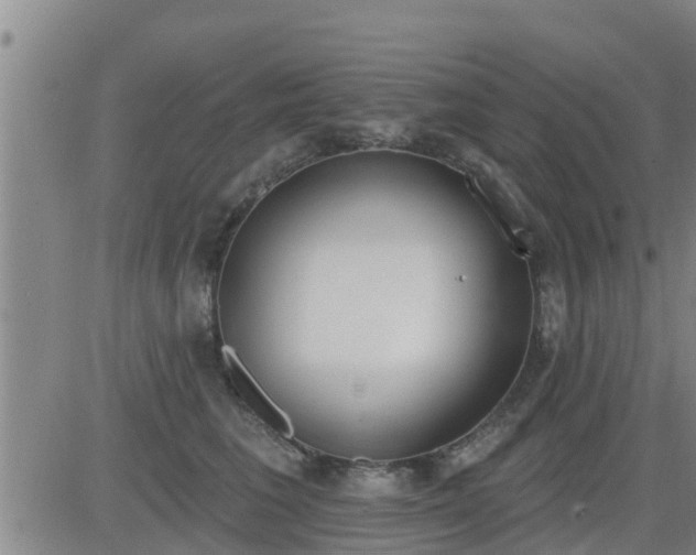 X0000083530613200702161914