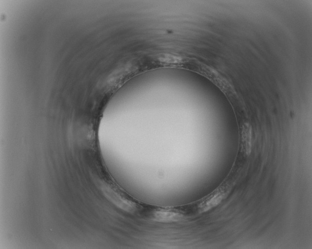 X0000083530614200702161914