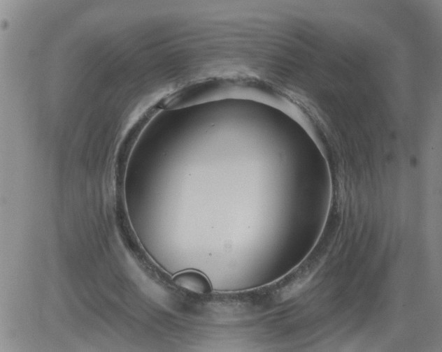 X0000083530630200702161913