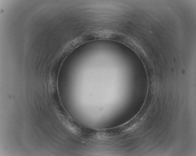 X0000083530641200702161913