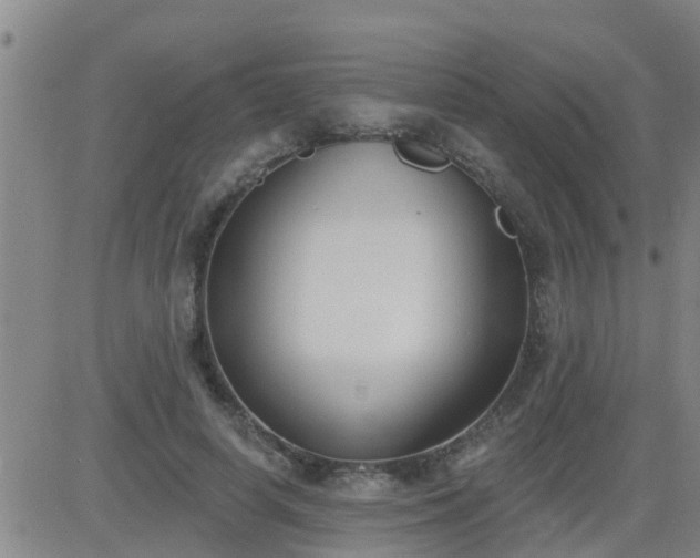 X0000083530642200702161913