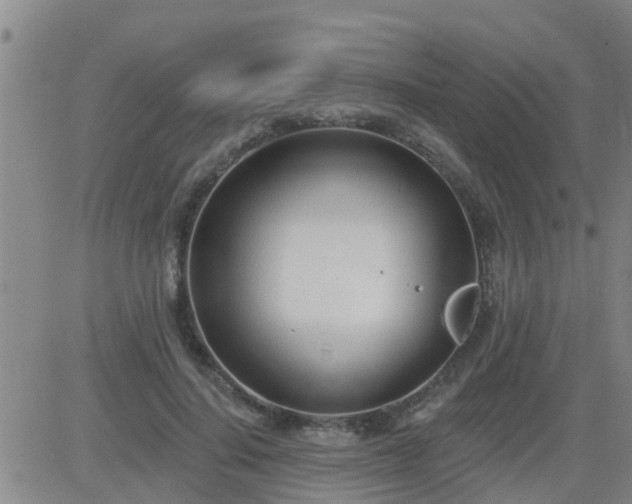 X0000083530644200702161913