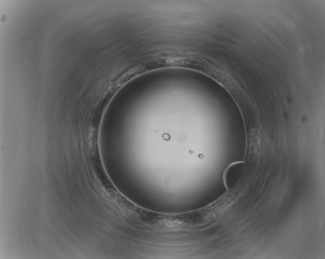 X0000083530650200702161913