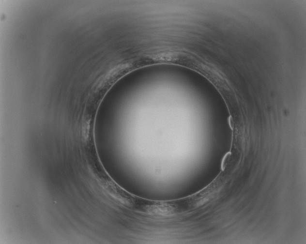 X0000083530652200702161913