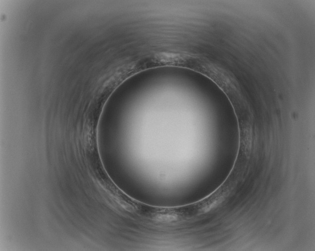 X0000083530653200702161913