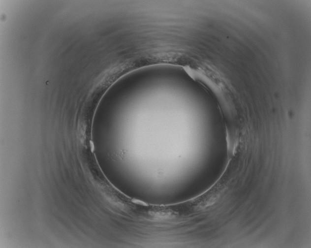 X0000083530693200702161913