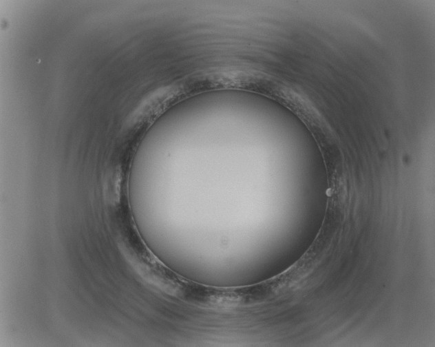 X0000083530694200702161913