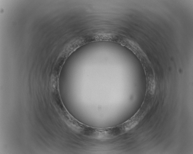 X0000083530701200702161912