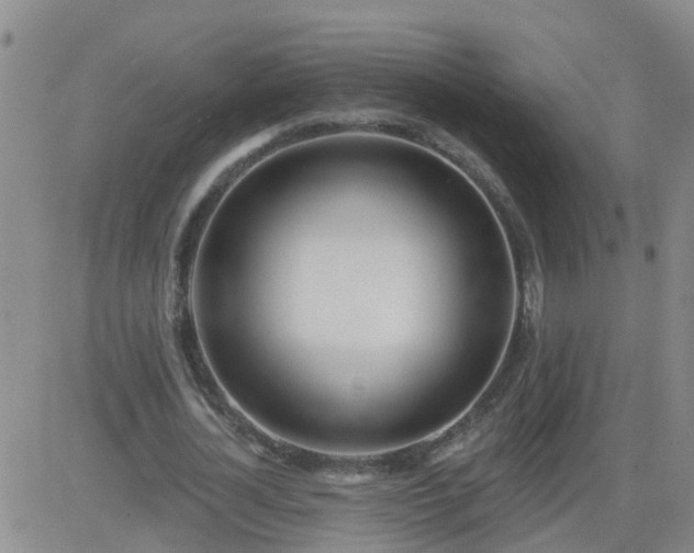 X0000083530724200702161911