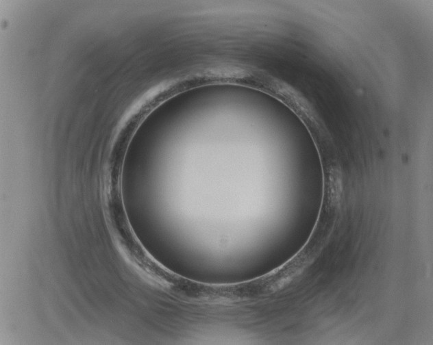 X0000083530726200702161911