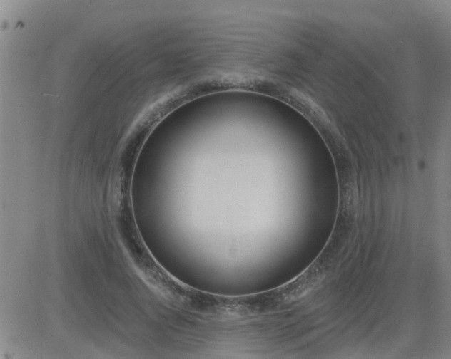 X0000083530736200702161912