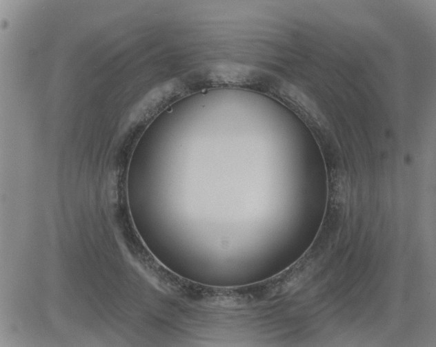 X0000083530738200702161912