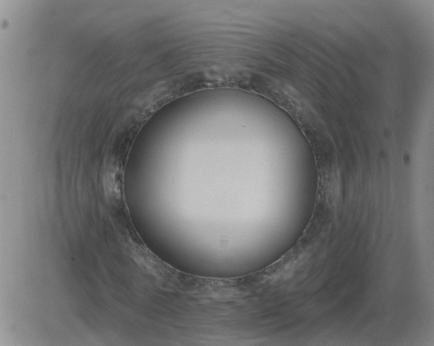 X0000083530770200702161911