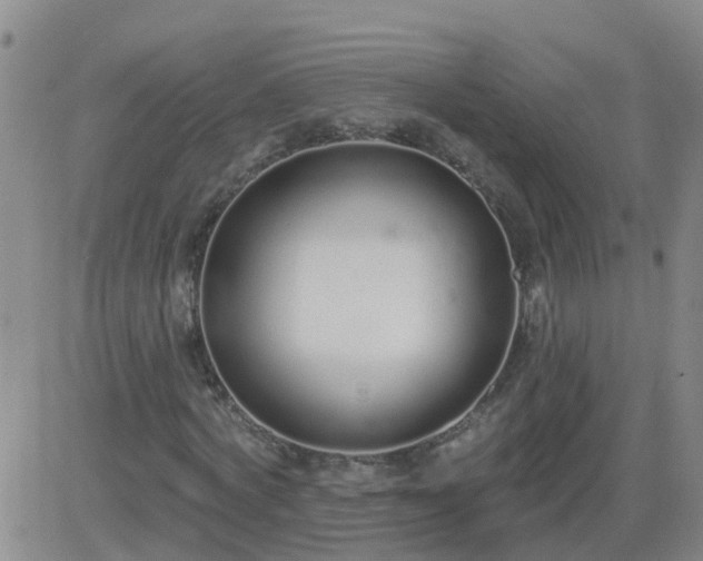 X0000083530772200702161911