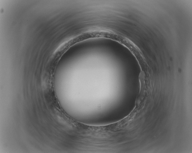 X0000083530775200702161911