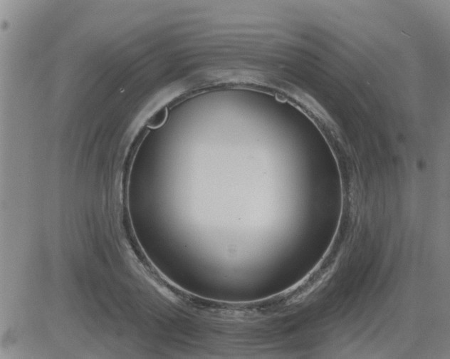 X0000083530790200702161911