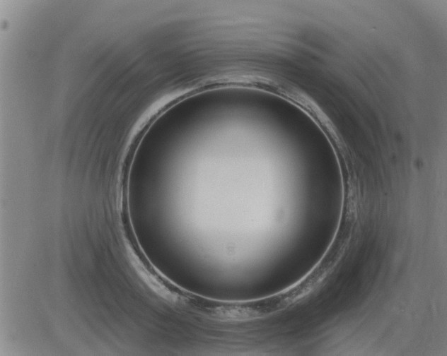 X0000083530795200702161911