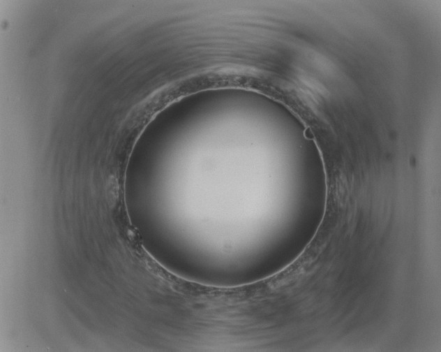 X0000083530821200702161910