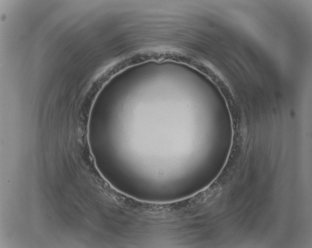 X0000083530823200702161910