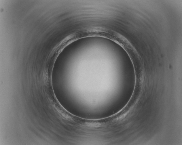 X0000083530825200702161910