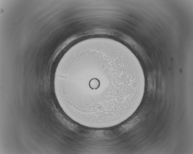 X0000083530828200702161910