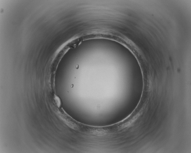 X0000083530830200702161910