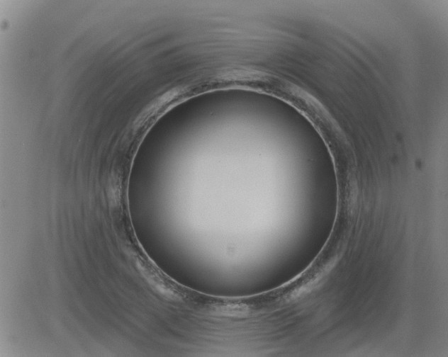 X0000083530833200702161910