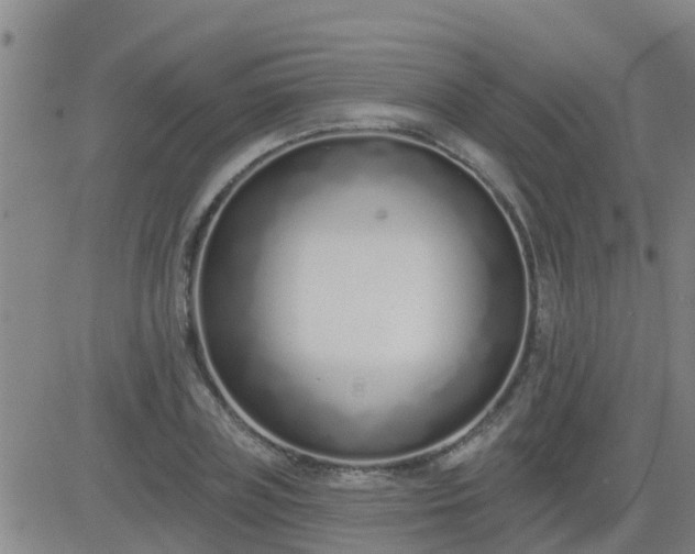 X0000083530835200702161910