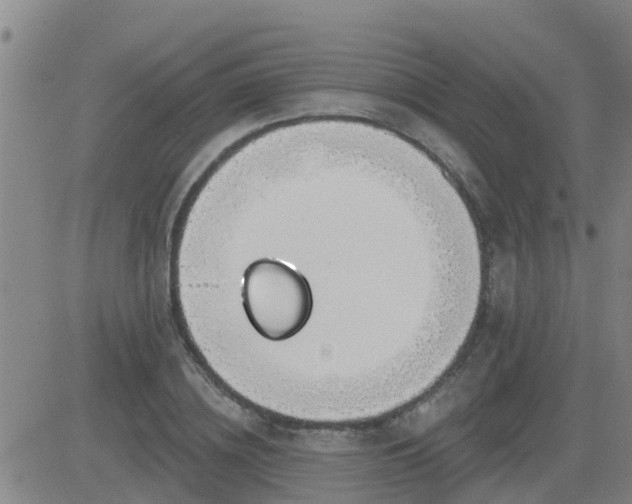 X0000083530836200702161910